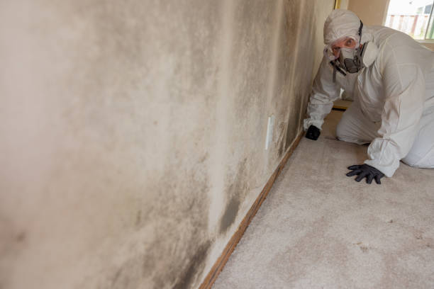 Best Mold Remediation for Vacation Homes  in Stedman, NC